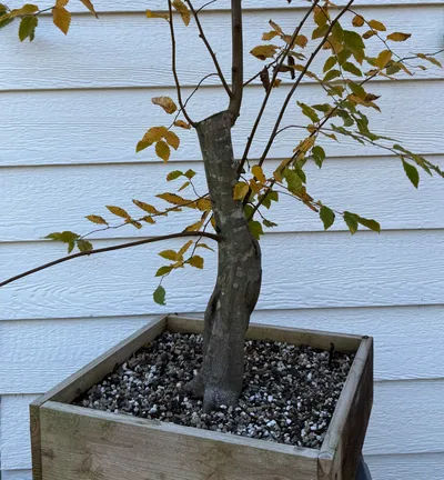 American hornbeam (Carpinus caroliniana)