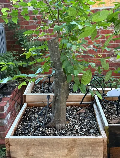 American hornbeam (Carpinus caroliniana)