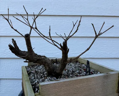 Buttonbush (Cephalanthus occidentalis)