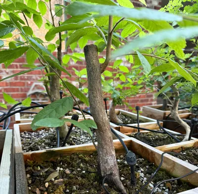 Hophornbeam (Ostrya virginiana)