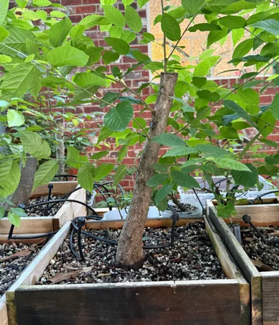 Hophornbeam (Ostrya virginiana)