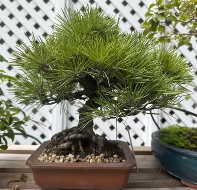 Japanese Black Pine (Pinus thunbergii)