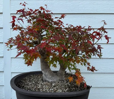 Japanese Maple (Acer palmatum)