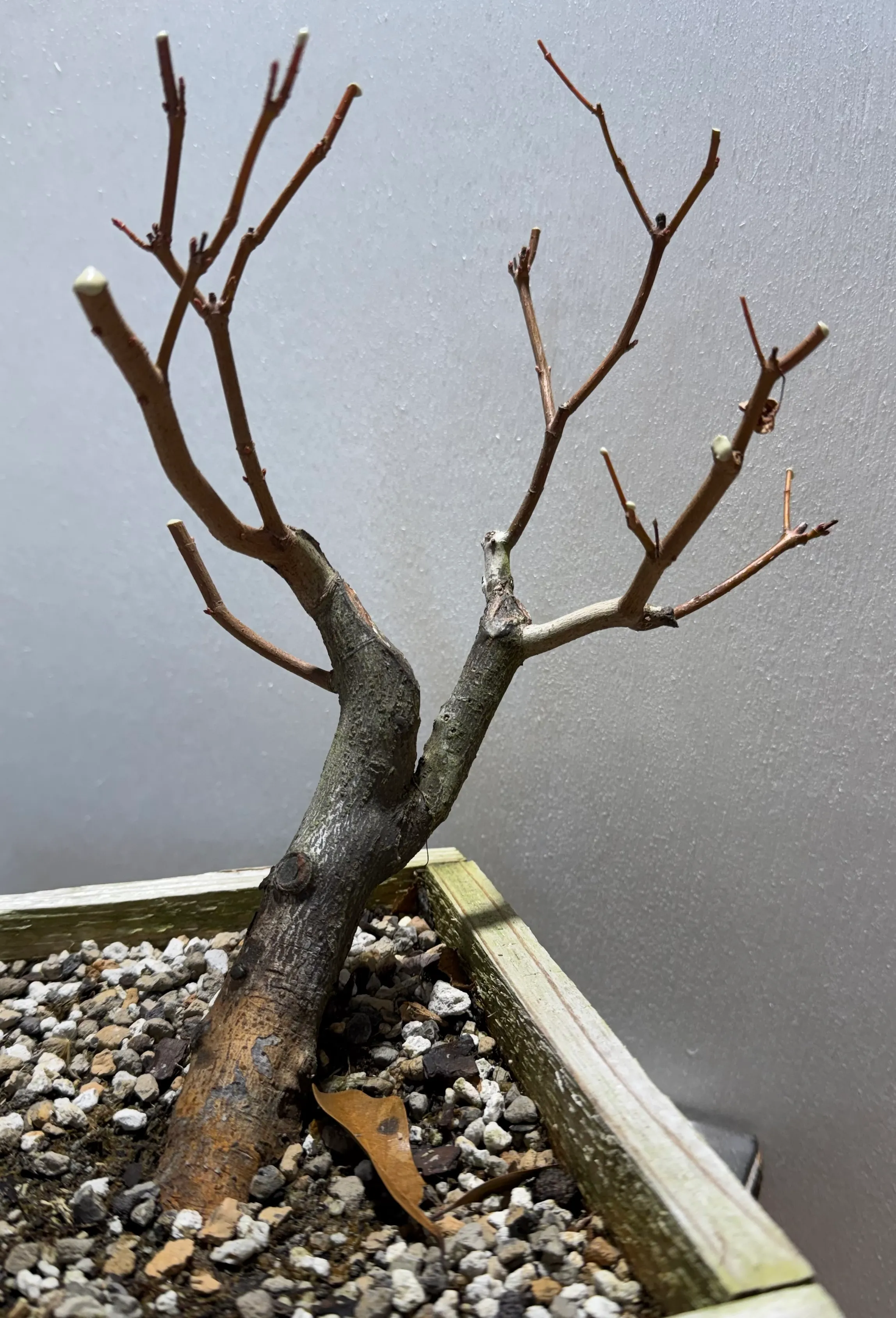 Winter pruning, 2026