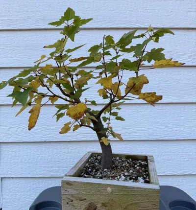 Red Maple (Acer rubrum)