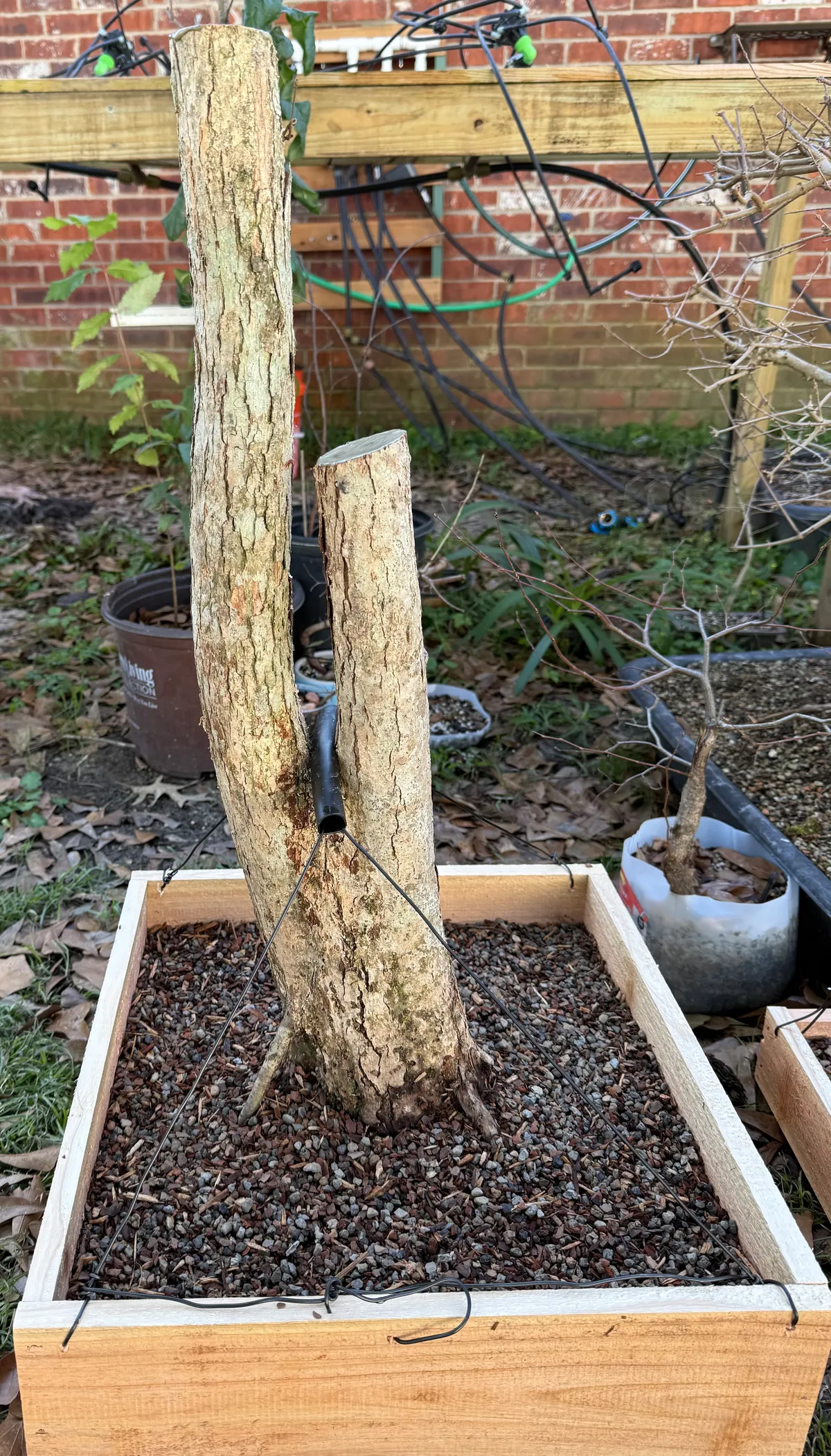 twin trunk swamp chestnut oak after post-collection preparation