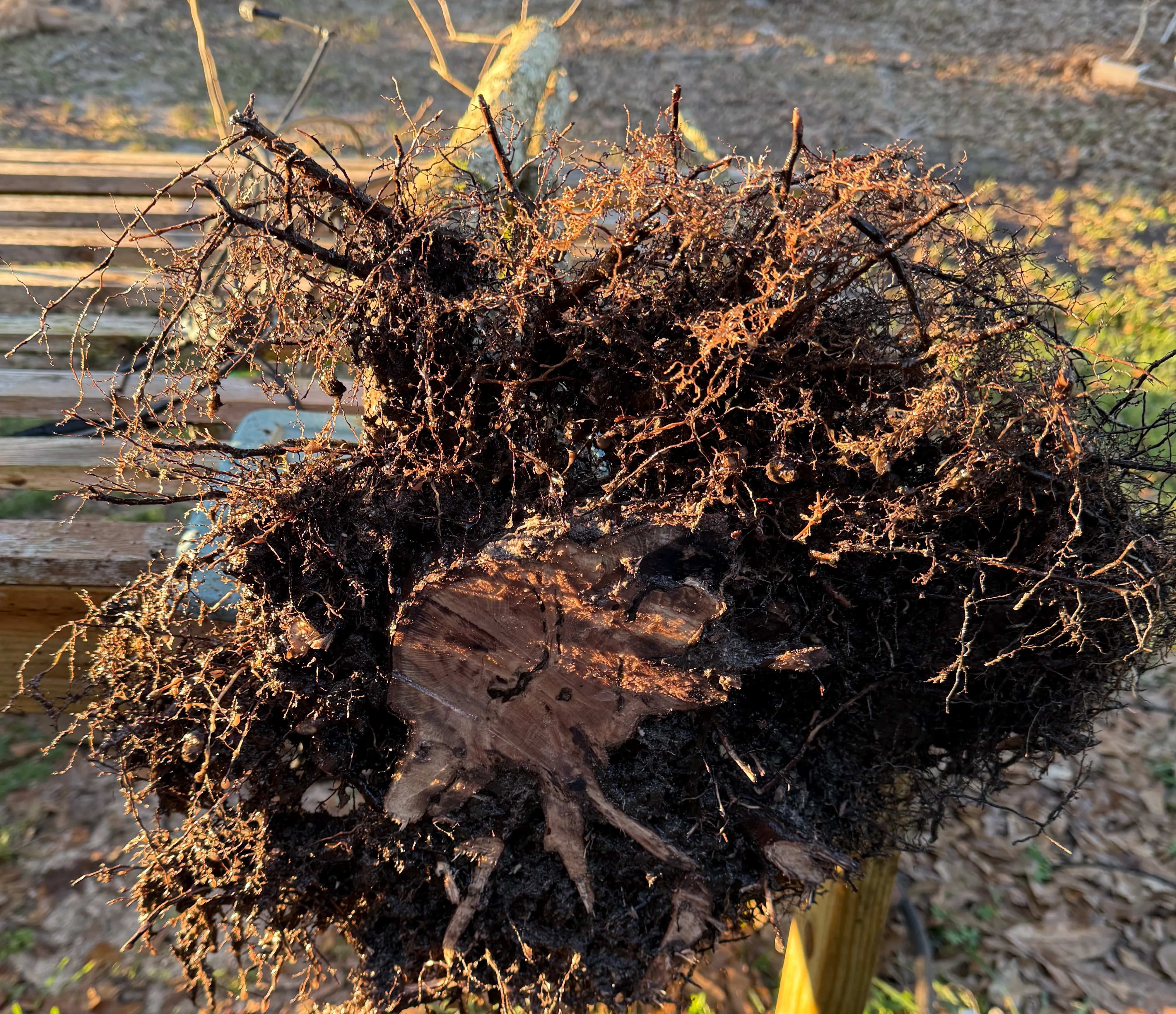 After root layer removal