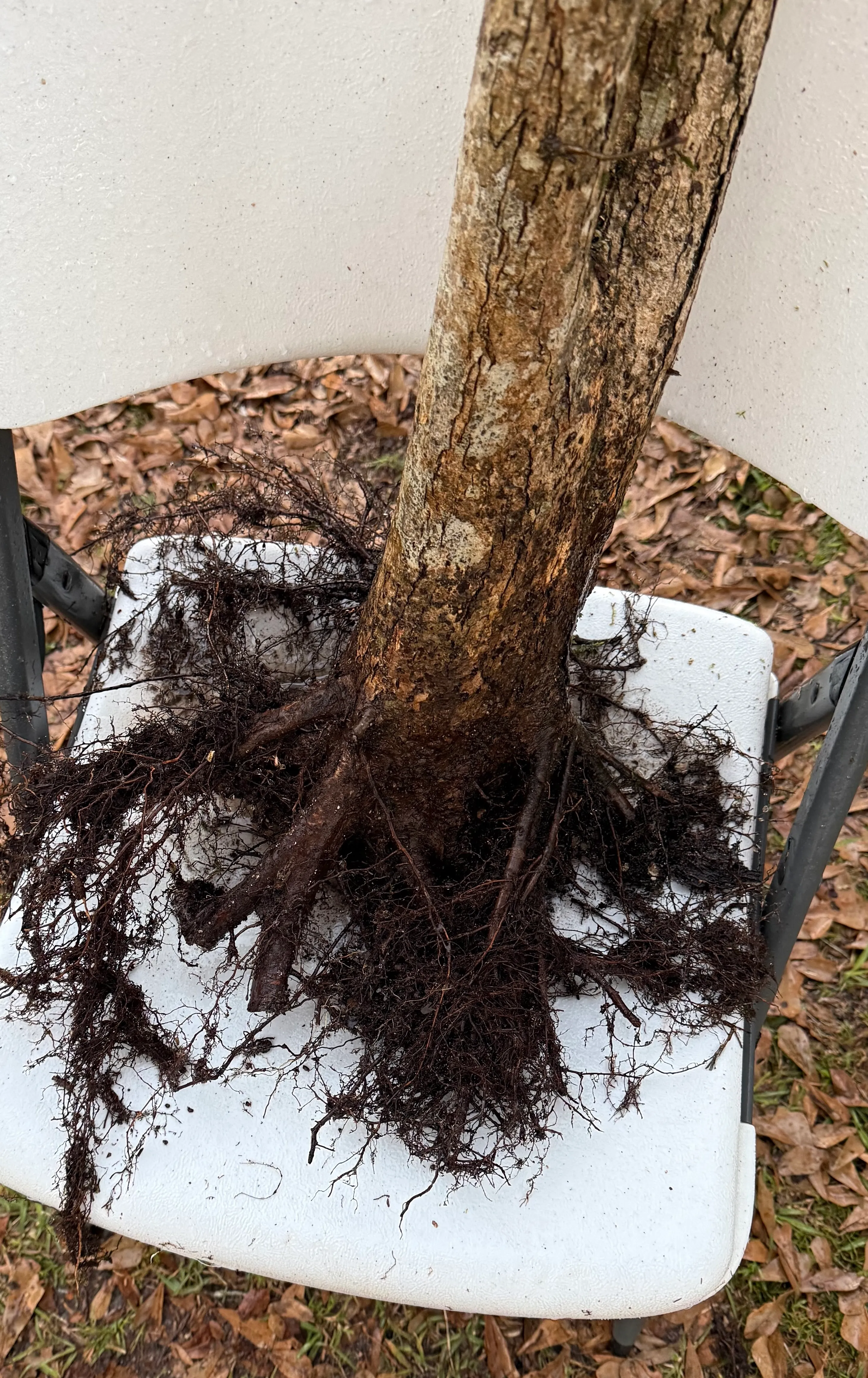 After root layer removal