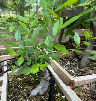 Winged Elm (Ulmus alata)
